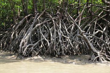 The impenetrable mangroves of Asia in sea tide