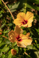 Hawaiian Hibiscus