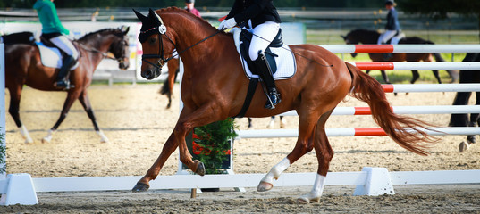 Dressage horse in the tournament in the Gallopp gait in the ascending phase..