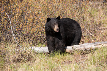 Obraz na płótnie Canvas Schwarzbär black bear wildlife Kanada