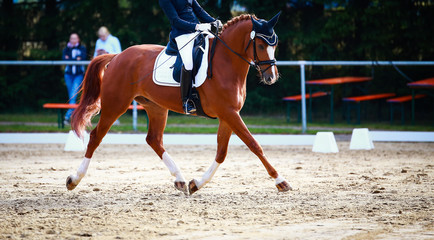 Horse in the dressage test with rider, recorded in the gait trot in the flight phase..