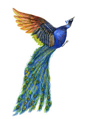 peacock in flight, graphic illustration in watercolor on white background