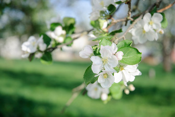 Fototapeta premium Close up apple blossom white flowers and blue sky spring background