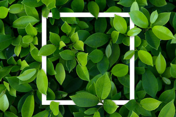 Green leaves mockup with with white frame. Textured simple eco background.