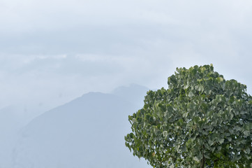 Obraz premium Tree top in winter snow covered and foggy mountain background. Cloudy himalayan Range and with Its Reflection the background. Winter landscape with distant mountains and clouds on the valleys.