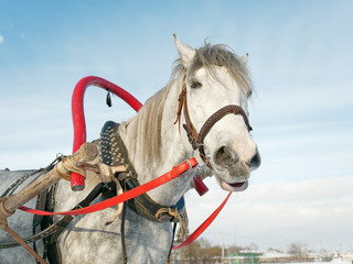 gray horse in harness close up outdoors in winter