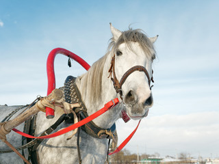 gray horse in harness close up outdoors in winter