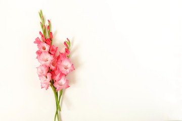 Flowers border frame made of pink gladioluses on white background. Pattern of gladioli,  holiday greeting card.  Flat lay, top view. Flowers background. Frame of flowers. Copy space