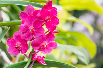 Fototapeta na wymiar Orchid flower in orchid garden at winter or spring day for postcard beauty and agriculture idea concept design. Vanda Orchid.