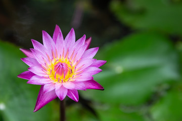 Lotus flower or water lily flower blooming with green leaves background in the pond at sunny summer or spring day. Nymphaea water lily.