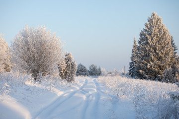 Winter landscape. Frosty sunny day in winter. Forest under white snow.