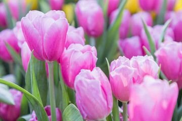 Fototapeta premium Tulip flower with green leaf background in tulip field at winter or spring day for postcard beauty decoration and agriculture concept design.