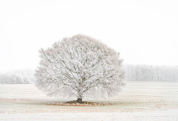 Einsamkeit / Stille -wunderschöner Baum im Winter mit Schneereif einzeln auf dem Feld im Nebel 