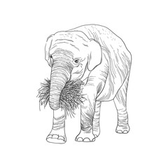 Elephant in full growth, holds dry branch, grass and roots with its trunk, sketch vector graphics monochrome drawing.