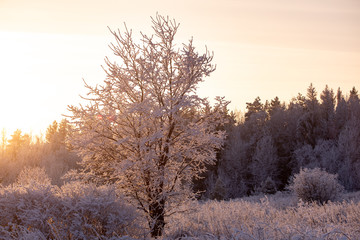 Winter landscape. Frosty sunny day in winter. Forest under white snow.