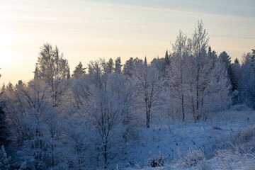 Winter landscape. Frosty sunny day in winter. Forest under white snow.