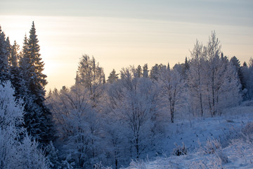 Winter landscape. Frosty sunny day in winter. Forest under white snow.