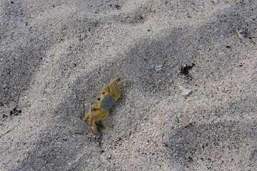 crab on sand
