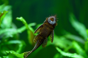Ancistrus dolichopterus. Fish ancistrus ordinary, catfish stuck stuck to the glass of the aquarium and you can see the belly and the suction Cup in the aquarium with a green background of plants.