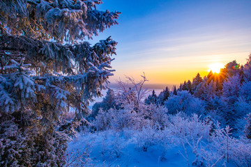 Winter landscape. Frosty sunny day in winter. Forest under white snow.