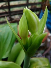 Bot&oacute;n de una planta.