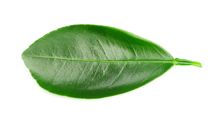 leaves Isolated on white