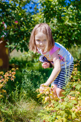 little girl picking berries in the summer garden