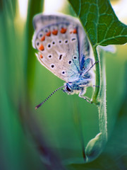 Wild butterfly in the garden