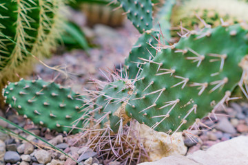 Opuntia cactus in botanical garden , natural background