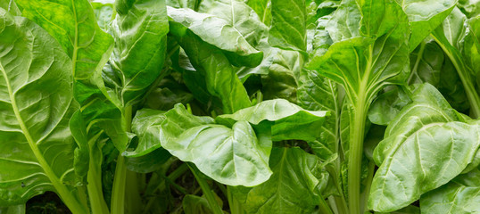 sliverbeet grow in vegetable garden