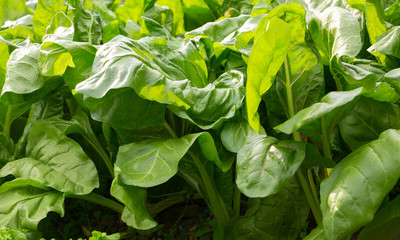 sliverbeet grow in vegetable garden