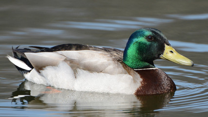 Male Mallard duck in water with green head shining in sun (portrait)