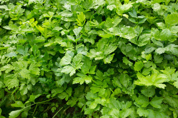 Fototapeta na wymiar Green parsley growing at vegetable garden.