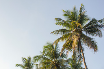 Fototapeta na wymiar green tops of palm trees against a clean blue sky