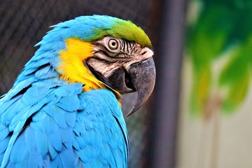 Macaw