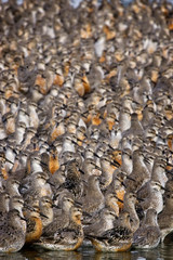 A flock of Red Knot (Calidris canutus) looking alert whilst on their roost site, Snettisham, Norfolk, England, UK.