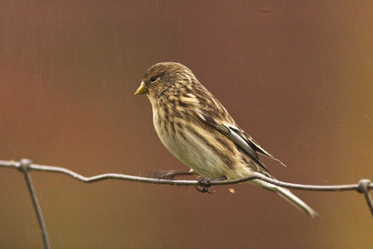Twite (Carduelis flavirostris), perched on a wire fence in the rain, Mainland, Shetland, Scotland, UK.