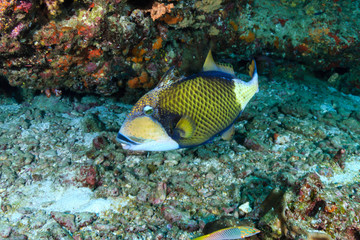 Naklejka na ściany i meble Large Titan Triggerfish (Balistoides viridescens) on a tropical coral reef