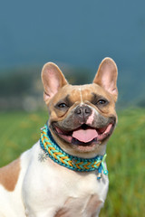 Portrait of a beautiful smiling red pied female French Bulldog dog