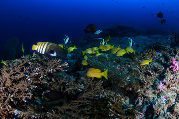 Fototapeta na wymiar Colorful Blue-Striped Snapper (Lutjanus kasmira) and other tropical fish on a coral reef