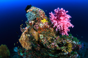 Naklejka na ściany i meble Delicate corals growning on a tropical reef