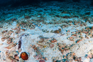 A Kuhl's Bluespotted Stingray hidden on the seafloor of a dark, tropical coral reef