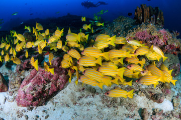 Colorful Blue-Striped Snapper (Lutjanus kasmira) and other tropical fish on a coral reef