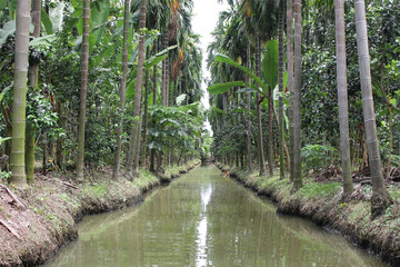 Fototapeta premium Landscape coconut palm trees with water canal in natural countryside