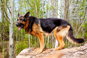 Dog German Shepherd outdoors in a summer