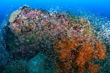 Clouds of tropical fish swarm around hard corals on a tropical coral reef in Thailand
