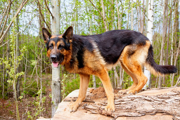 Dog German Shepherd outdoors in a summer