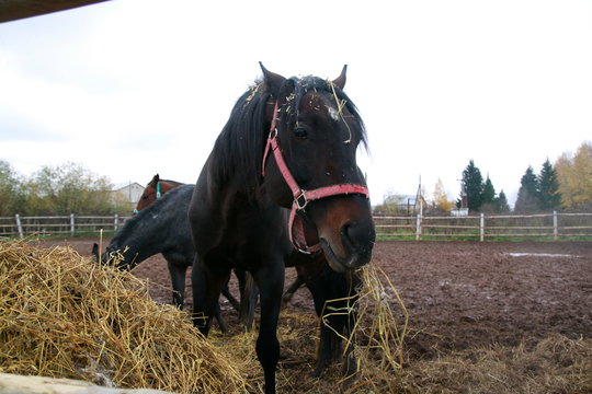 Big horse near a big haystack in an autumn day
