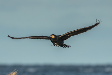 kormoran