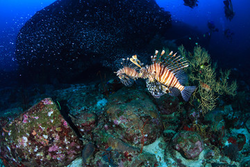 Predatory Lionfish patrolling a tropical coral reef at sunrise